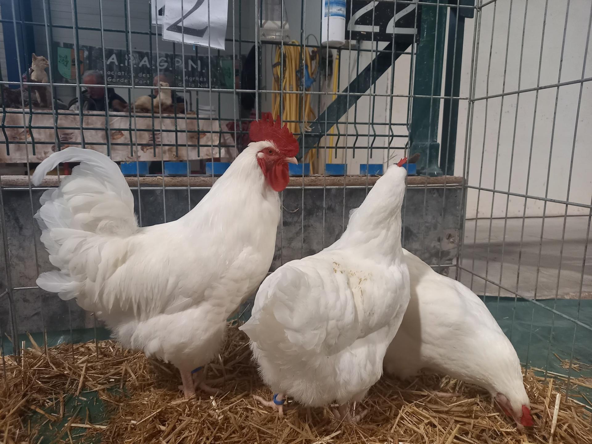 Aviculture nievre 11