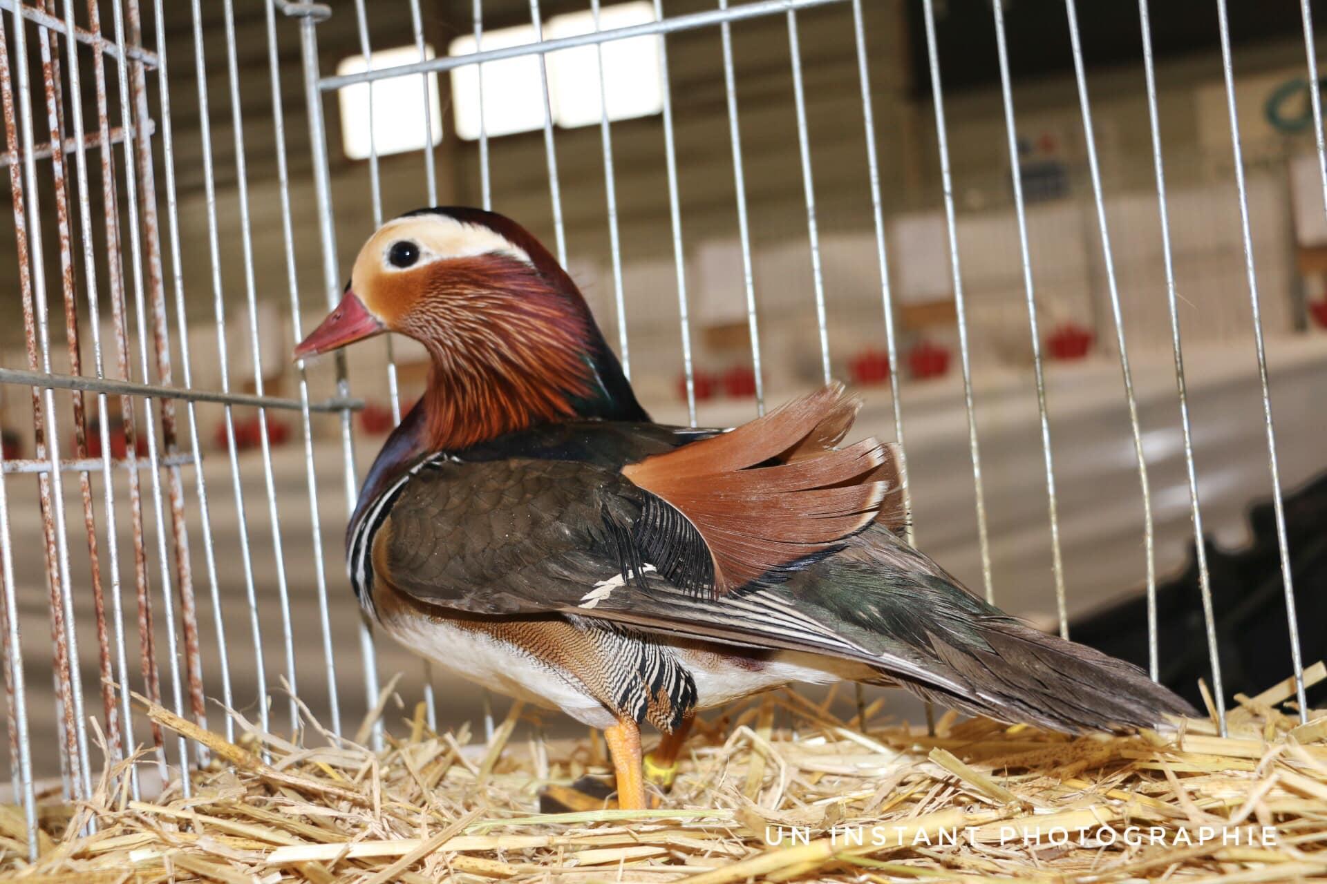 Aviculture nievre 2