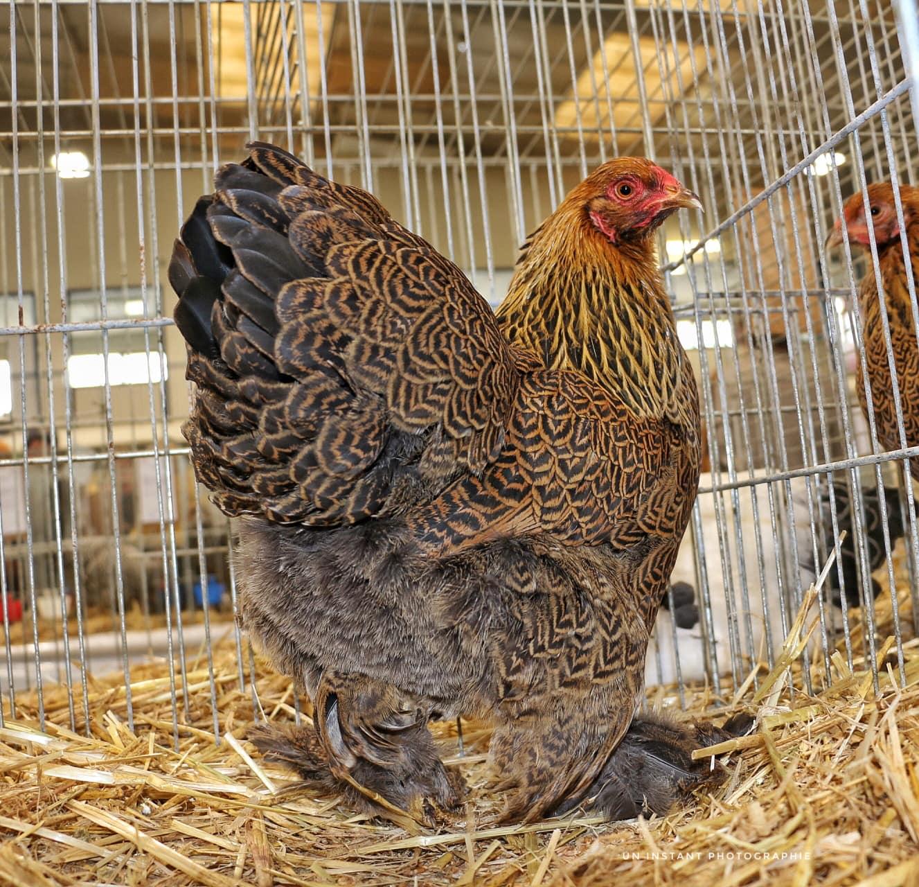 Aviculture nievre 3