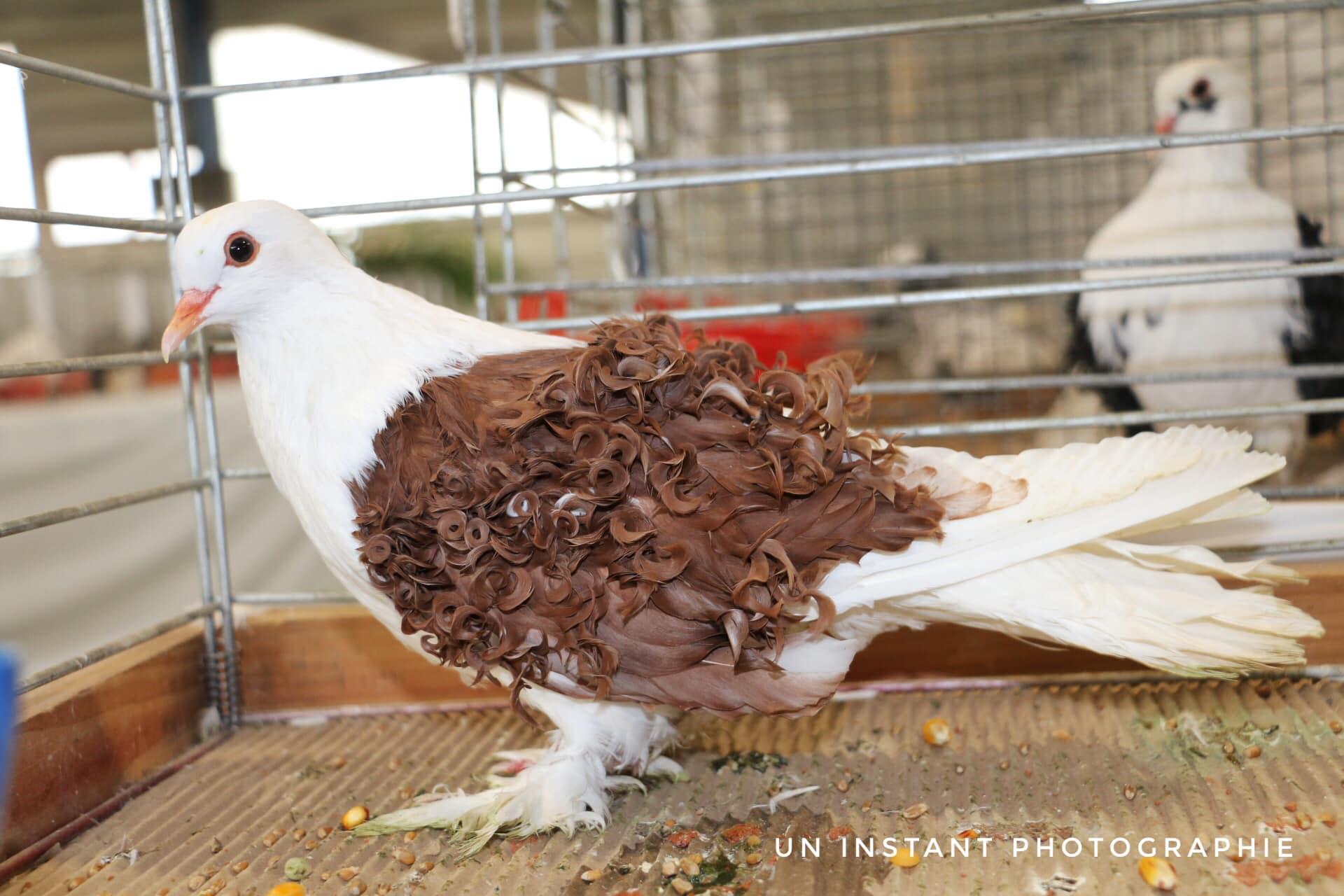 Aviculture nievre 5