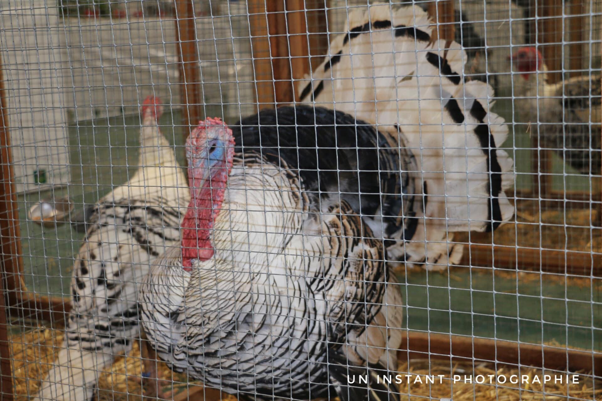 Aviculture nievre 7