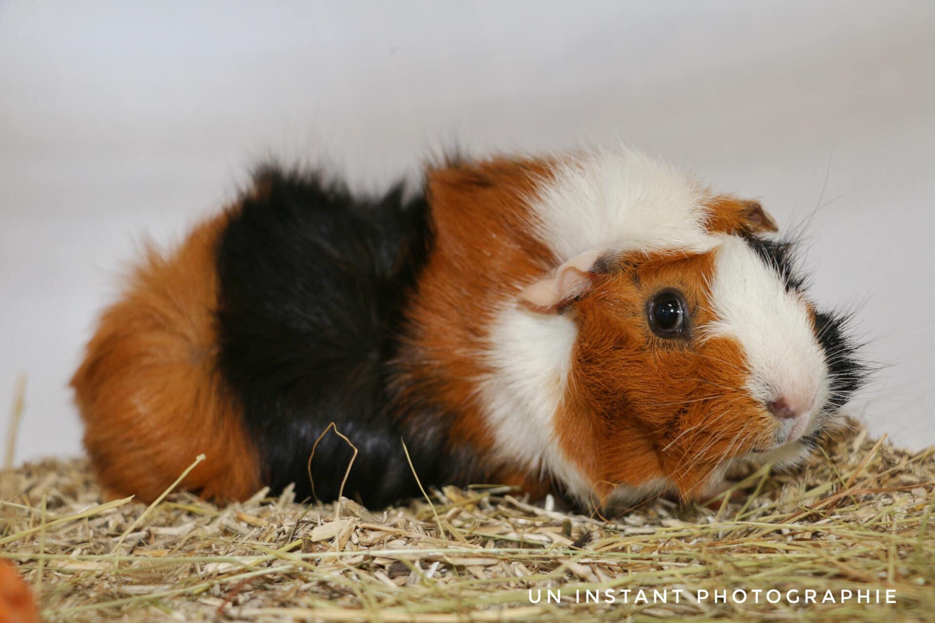 Aviculture nievre 8