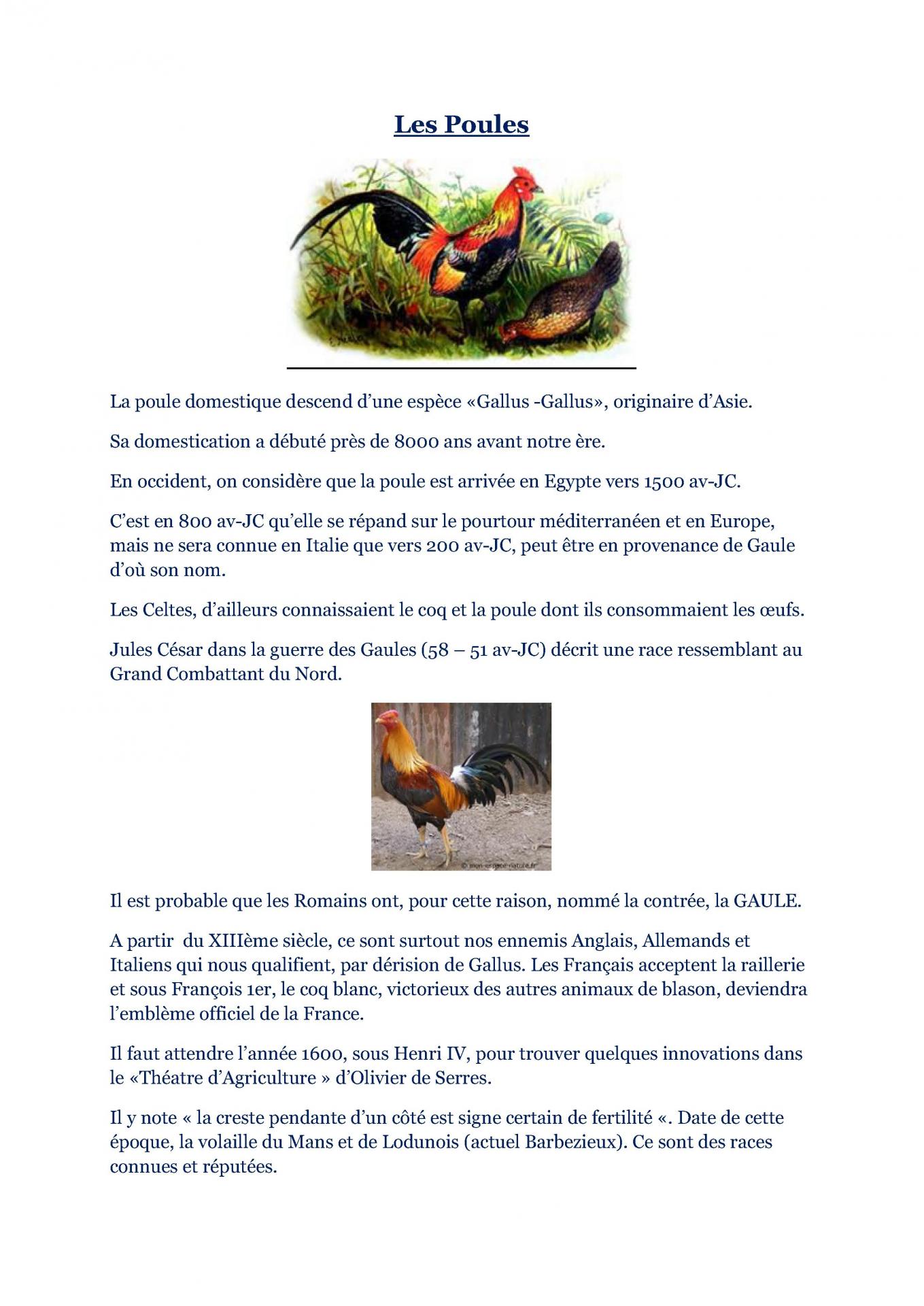 Les poules 1