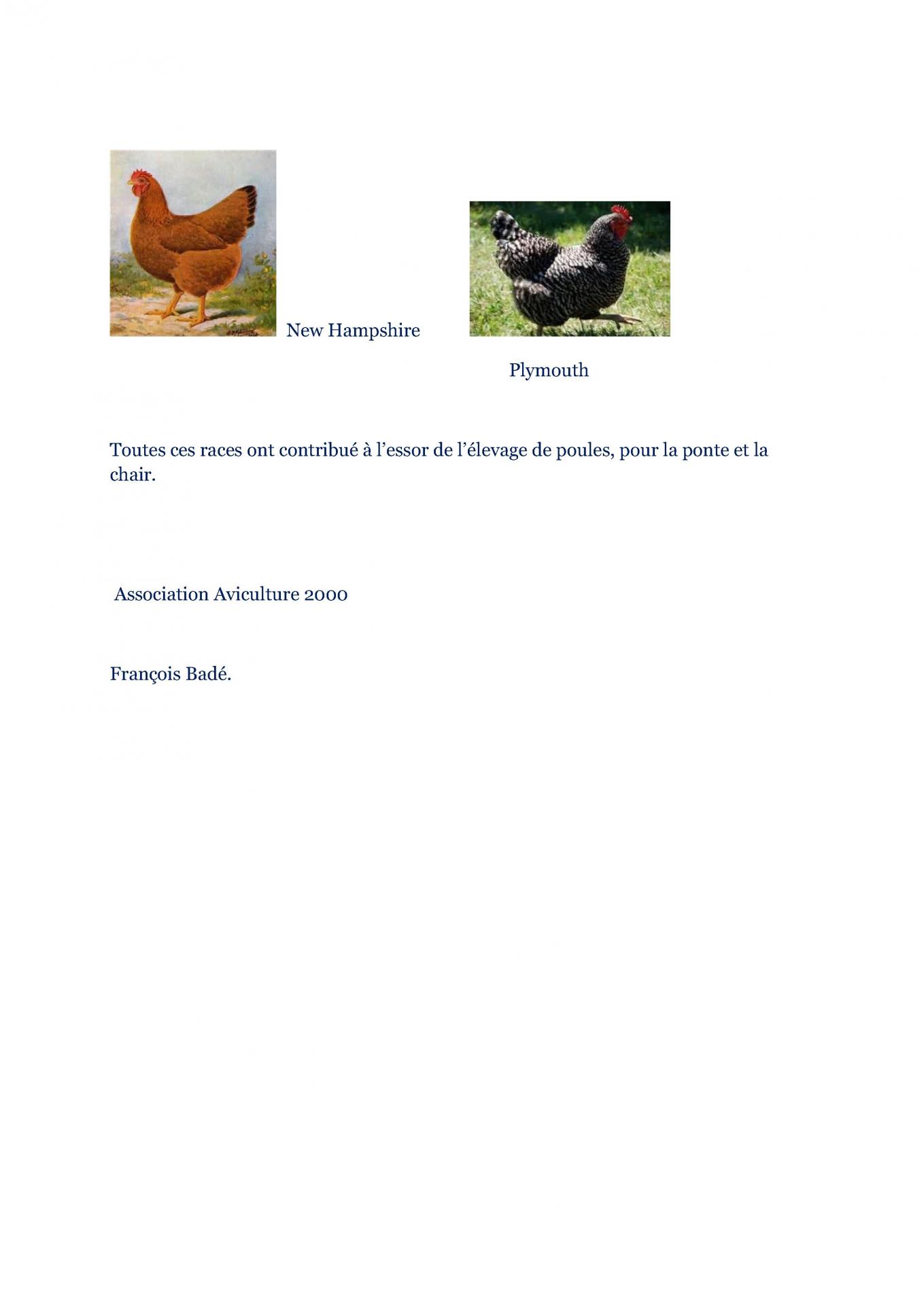 Les poules 4